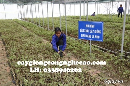 Cung cấp cây giống: Đinh Lăng Nếp