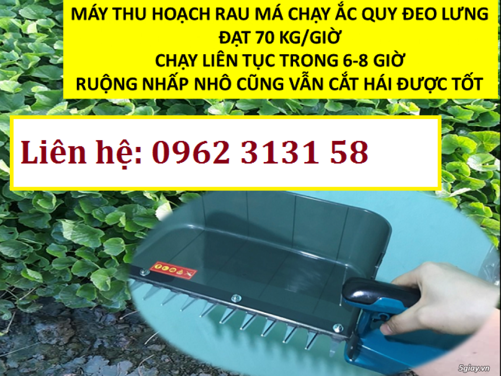 Máy cắt rau má có thể sử dụng cho các loại rau nào?
