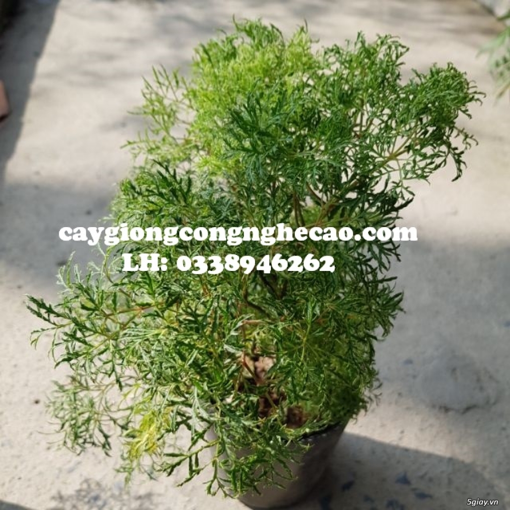 Cung cấp cây giống: Đinh Lăng Nếp - 2