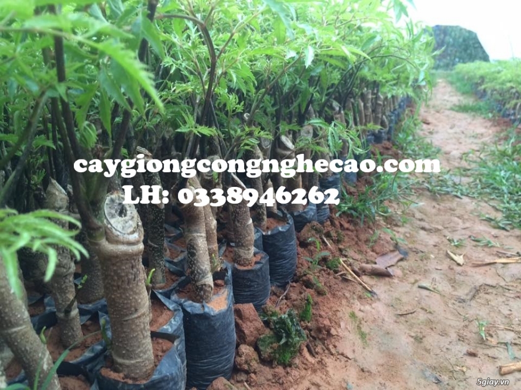 Cung cấp cây giống: Đinh Lăng Nếp - 4