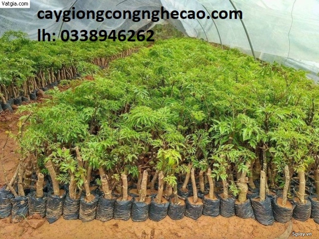 Cung cấp cây giống: Đinh Lăng Nếp - 1