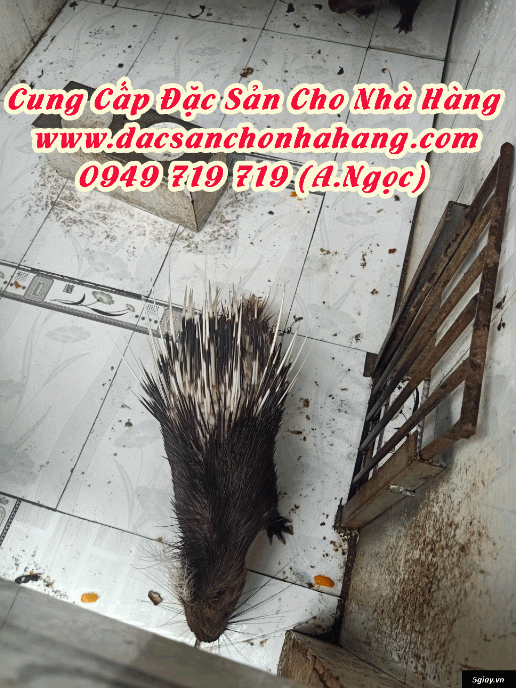 cung cấp nhím thịt tại bình dương giao hàng nhanh - 1