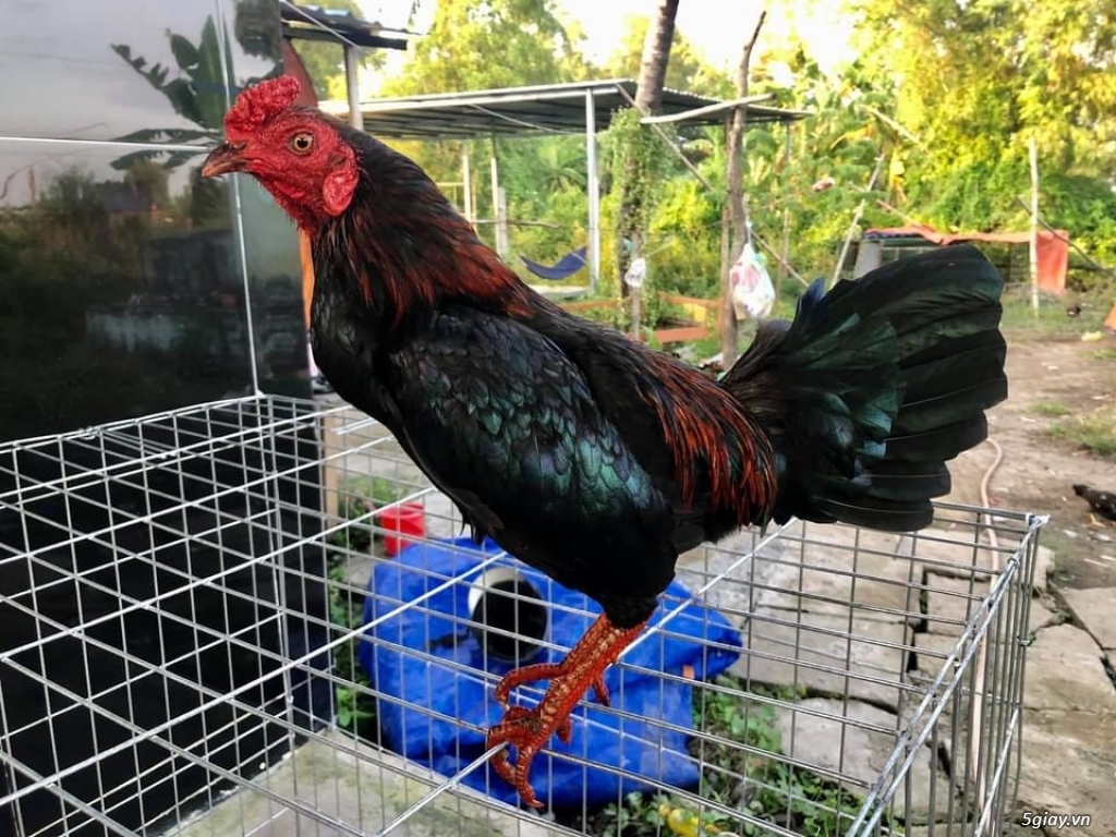 Topic Bán gà nhiều thể loại Asil , Mỹ , Jap ae vào xem - 15