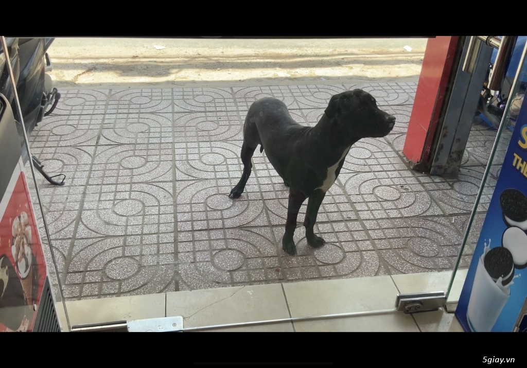 Chó con pitbull thuần chủng đàn LknIron2021 - 3