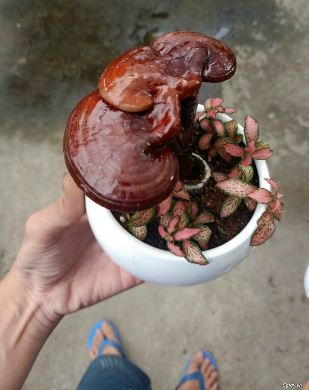 Nấm linh chi đỏ cho ace thích độc lạ - 4