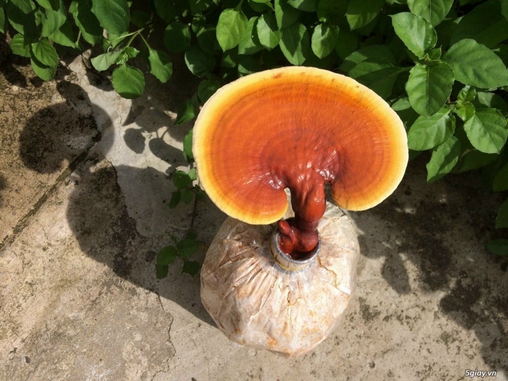 Nấm linh chi đỏ cho ace thích độc lạ