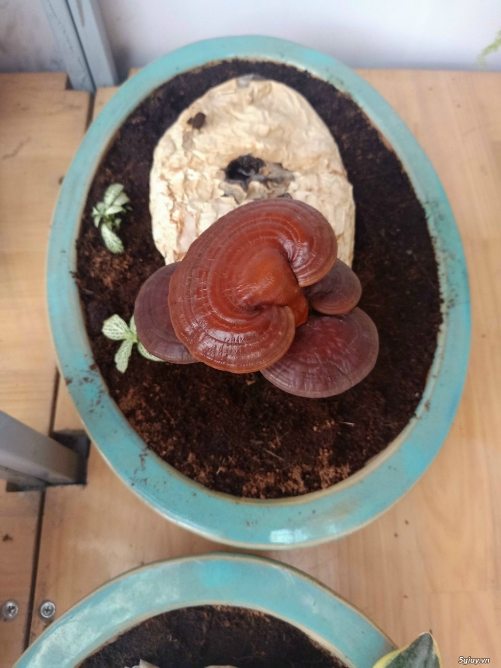 Nấm linh chi đỏ cho ace thích độc lạ - 3