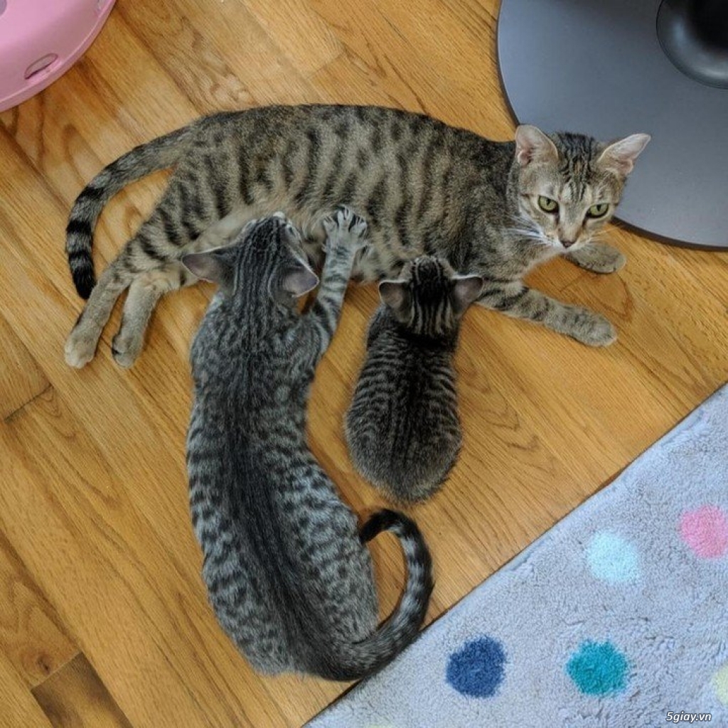 Diễn đàn 5 ít nick thảo luận quá - 1