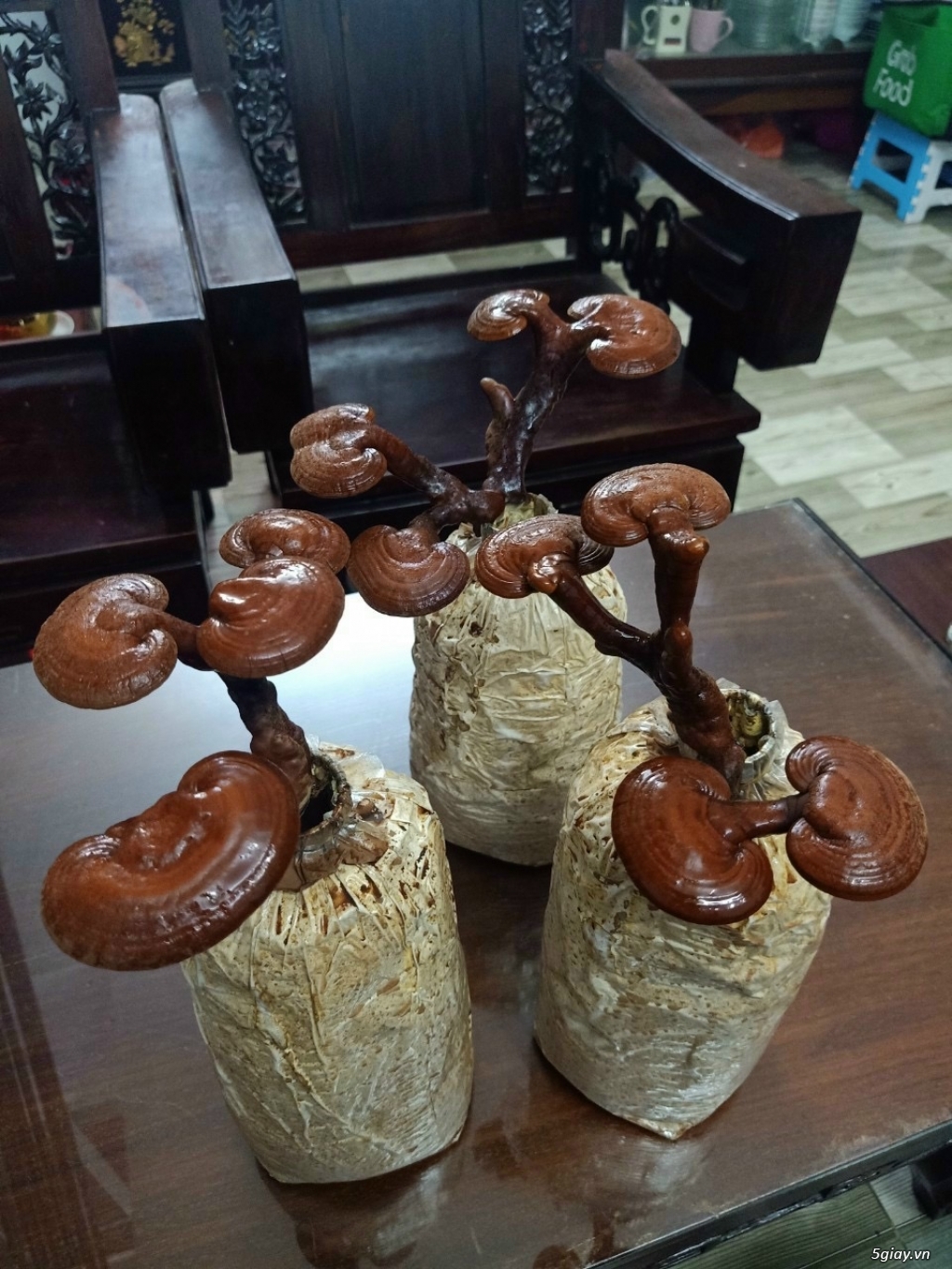 Nấm linh chi đỏ cho ace thích độc lạ - 1