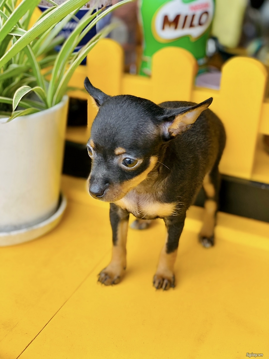Bán chó phốc min Pin cái 2 tháng - 3