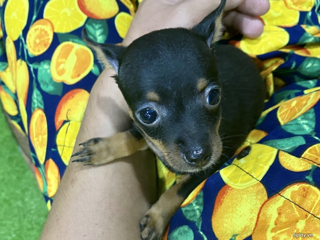 Bán chó phốc min Pin cái 2 tháng