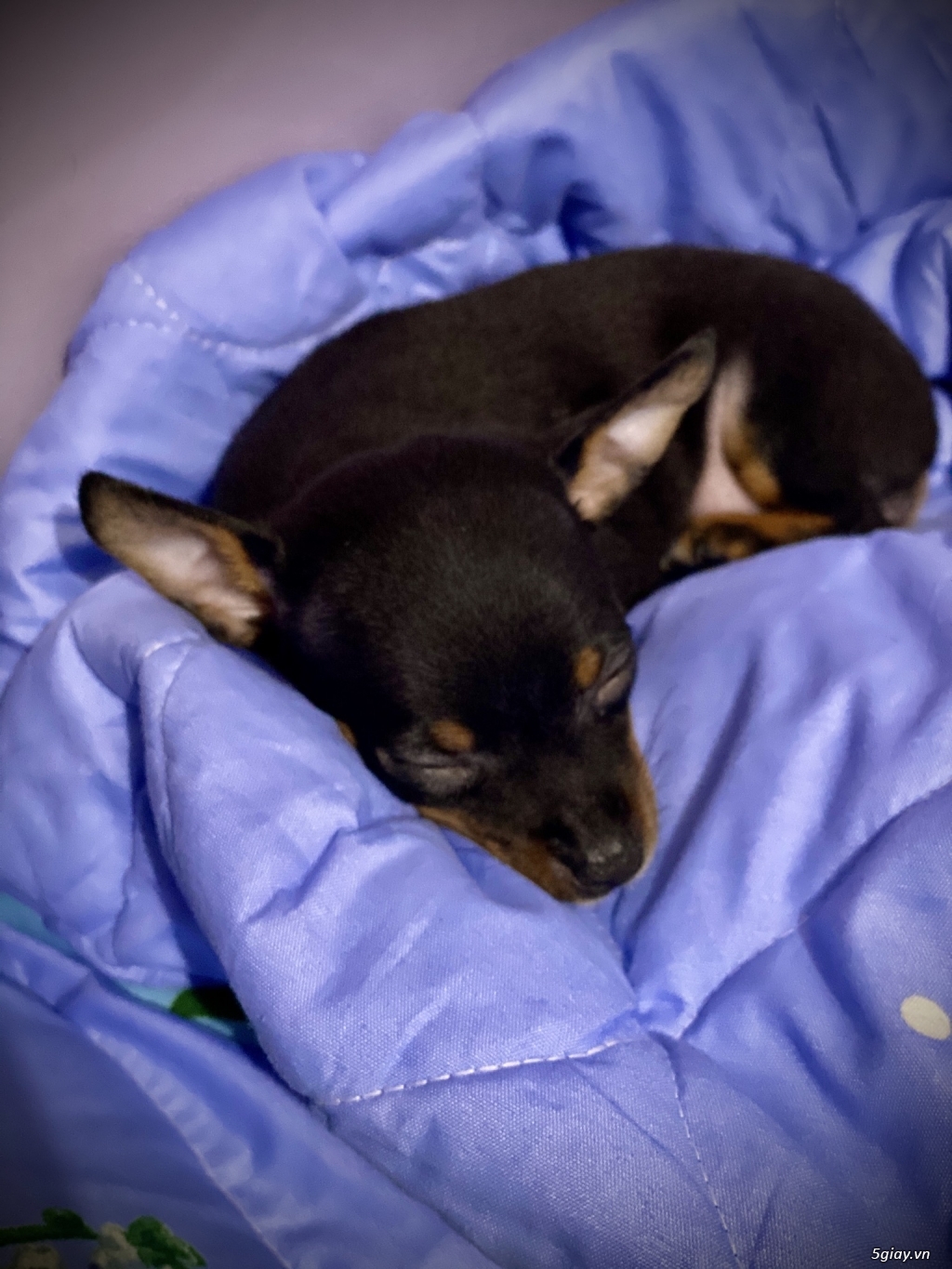 Bán chó phốc min Pin cái 2 tháng - 1