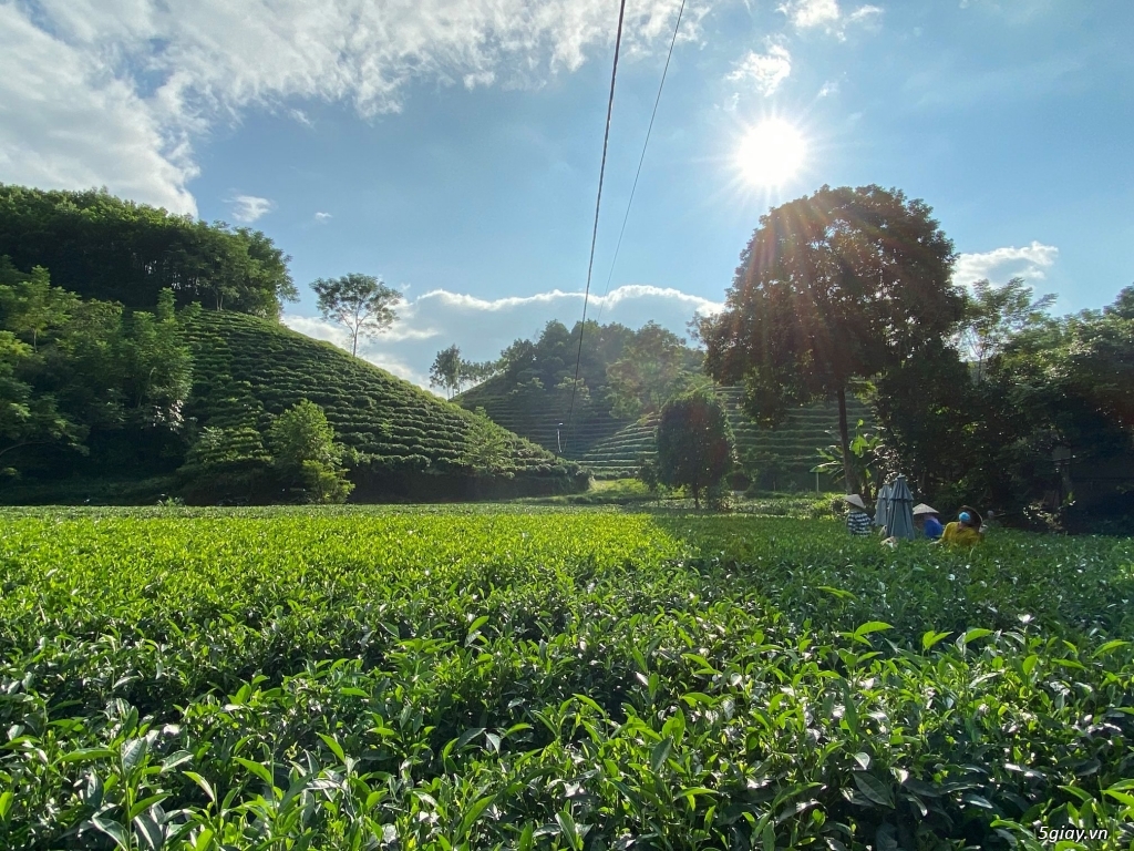 Trà Thái Nguyên 100% Nguyên chất, 150k/kg - 3