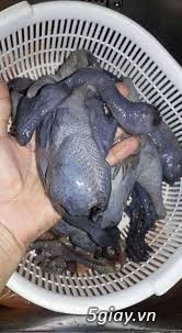 trang trại thịt gà ác chuyên cung cấp sĩ thịt gà ác hầm thuốc bắc