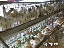 trang trại thịt gà ác chuyên cung cấp sĩ thịt gà ác hầm thuốc bắc - 2