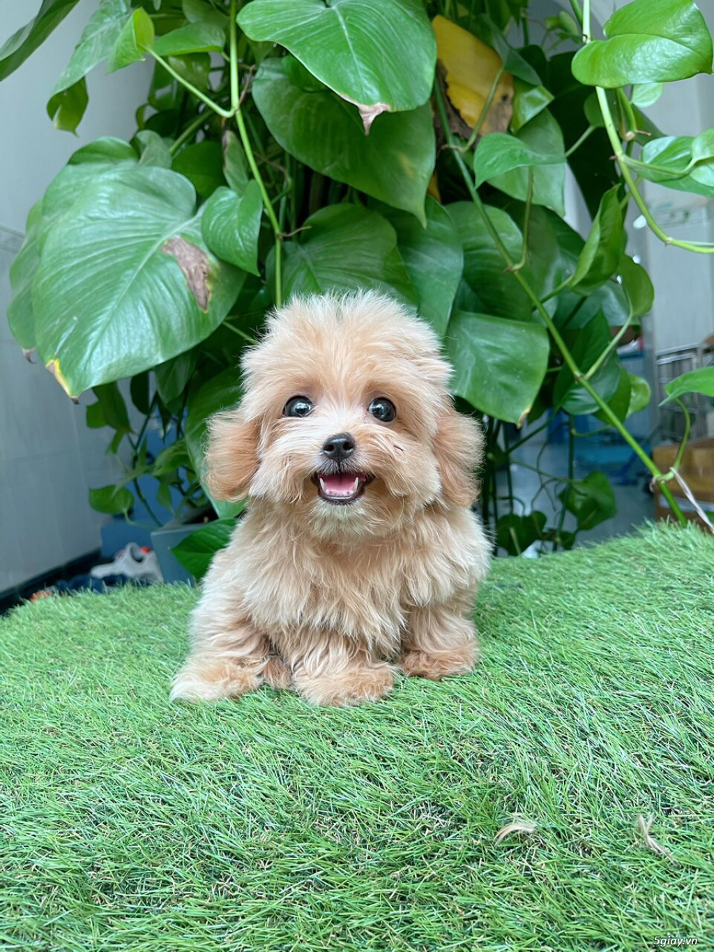 Bé poodle f1