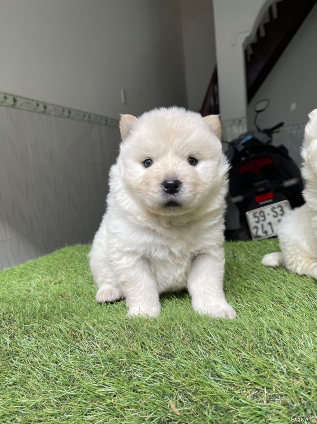 Hcm Bầy chow chow cực xinh - 1