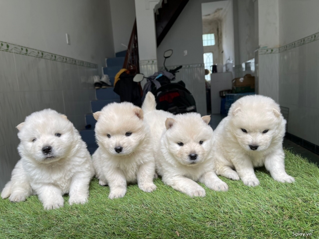 Hcm Bầy chow chow cực xinh