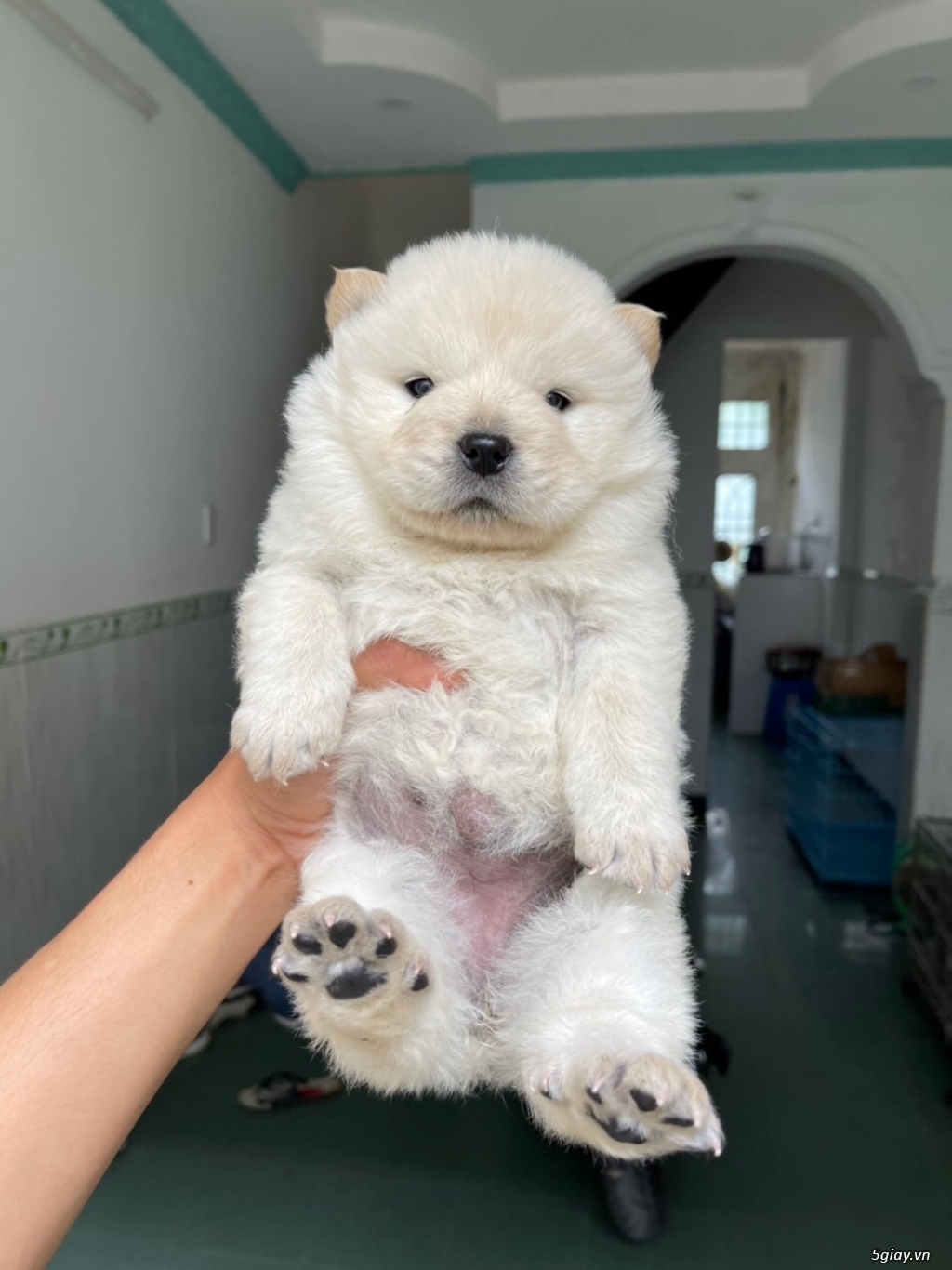 Hcm Bầy chow chow cực xinh - 3