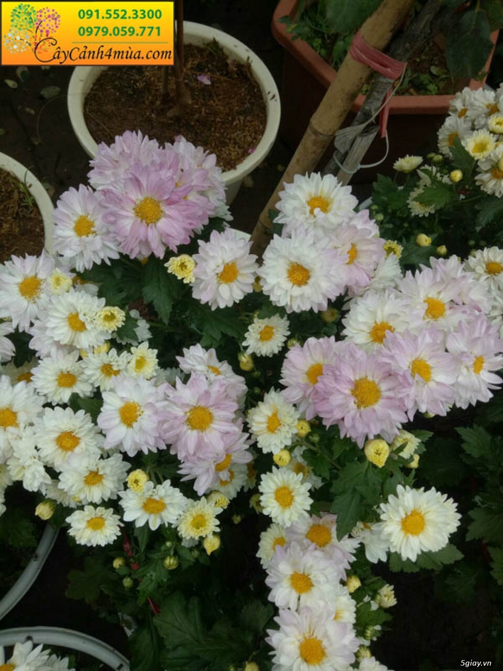 Cúc đổi màu - 1