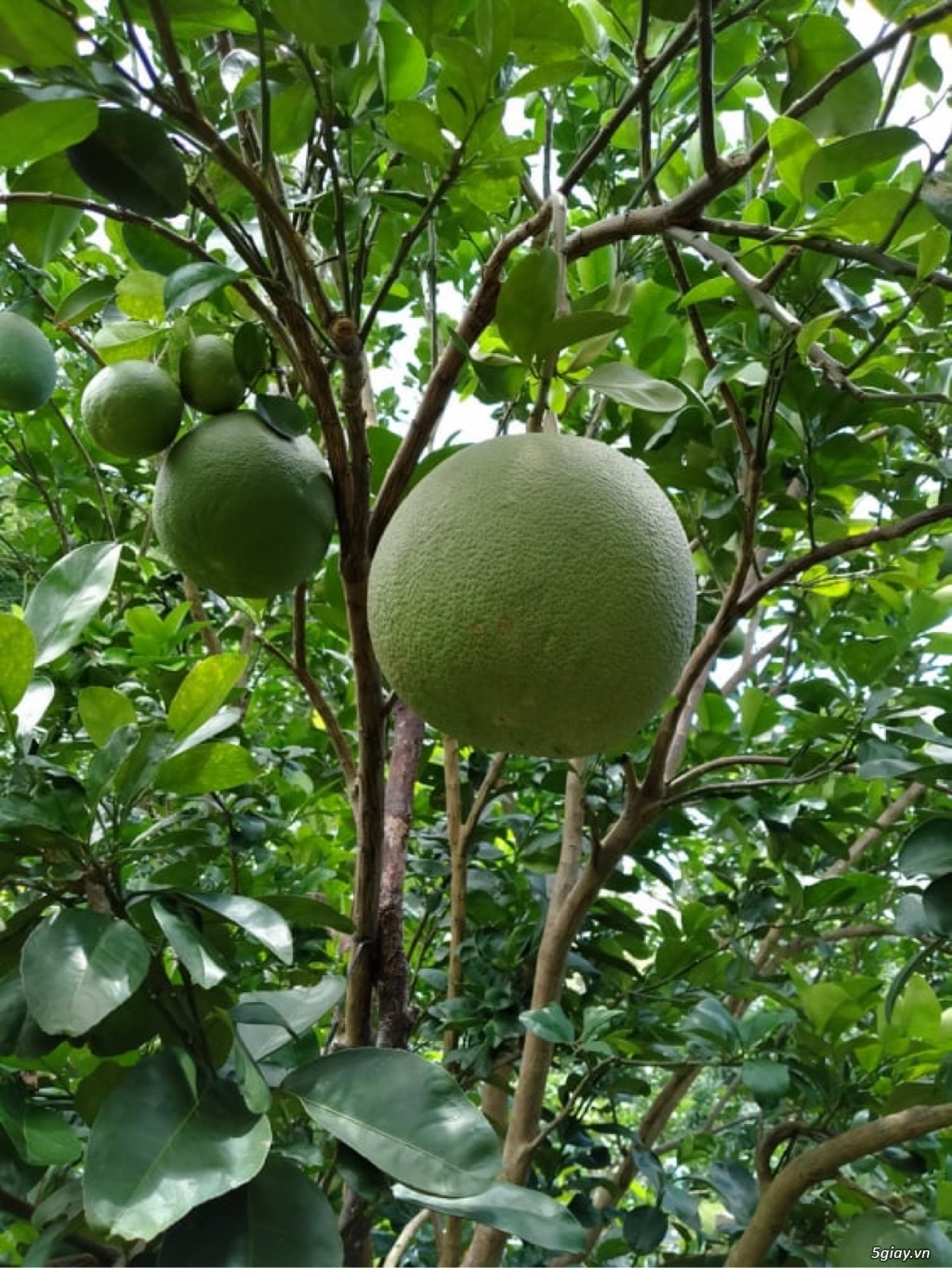 Bưởi da xanh Bến Tre - 5