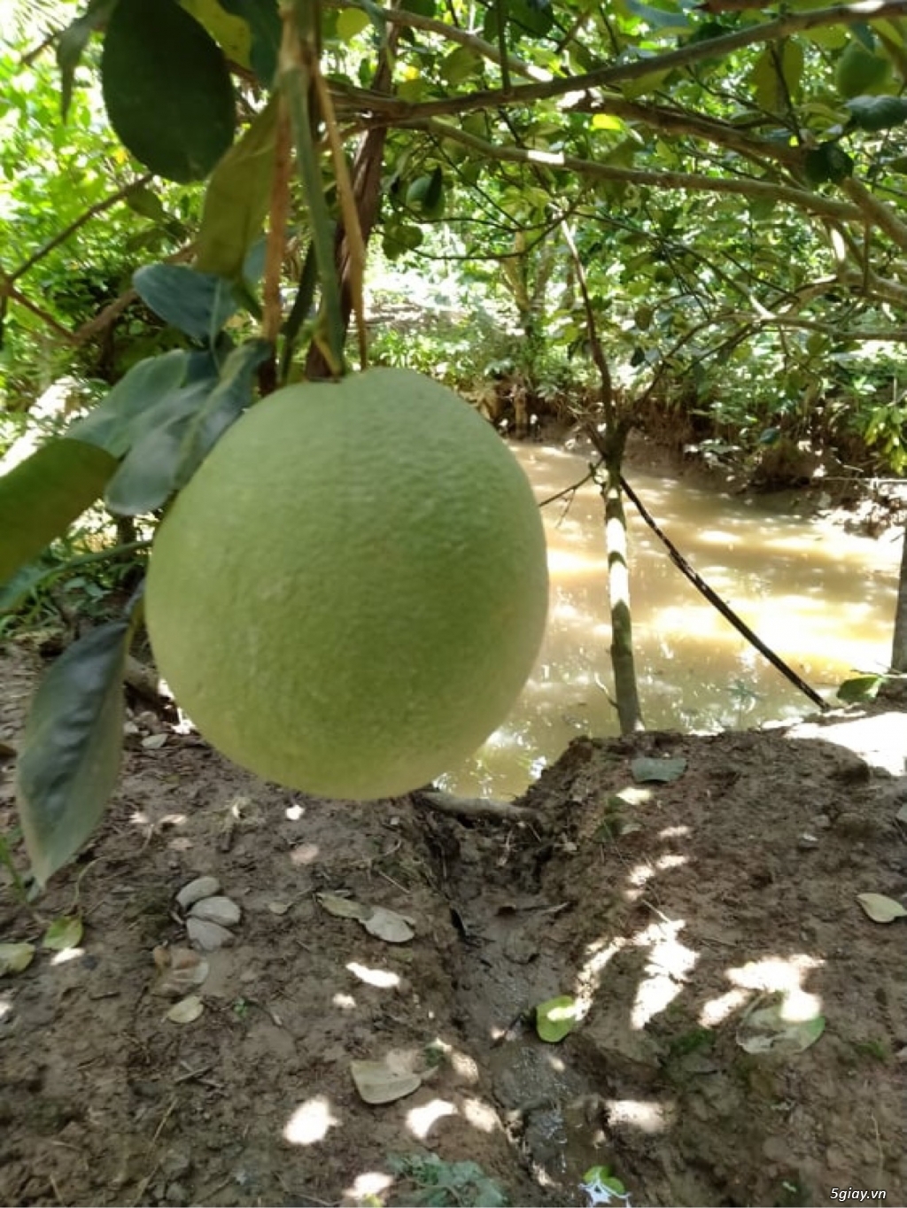 Bưởi da xanh Bến Tre - 4