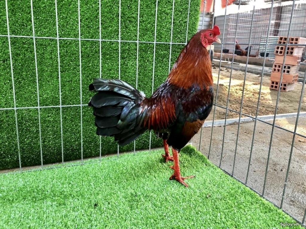 Topic Bán gà nhiều thể loại Asil , Mỹ , Jap ae vào xem - 3