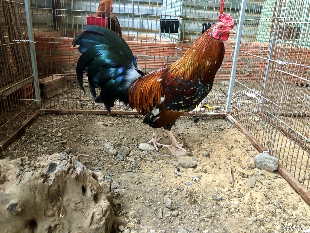 Topic Bán gà nhiều thể loại Asil , Mỹ , Jap ae vào xem - 6