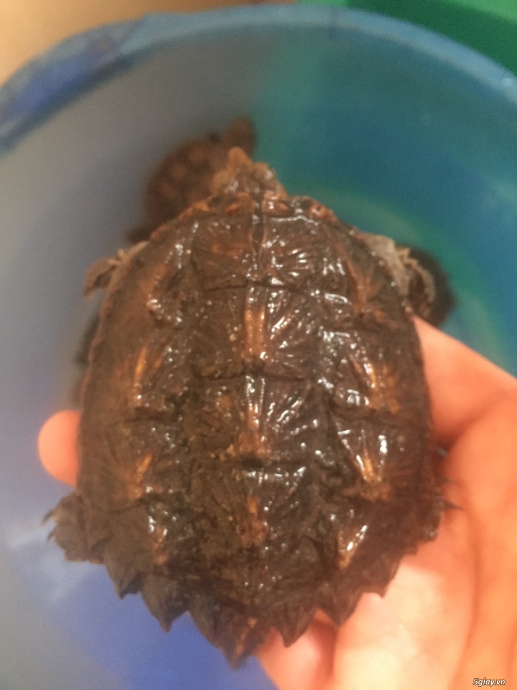 Rùa Cảnh Online - Chuyên các loại rùa common, rùa cá sấu - 4