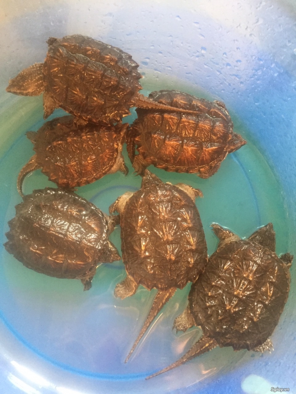 Rùa Cảnh Online - Chuyên các loại rùa common, rùa cá sấu - 5