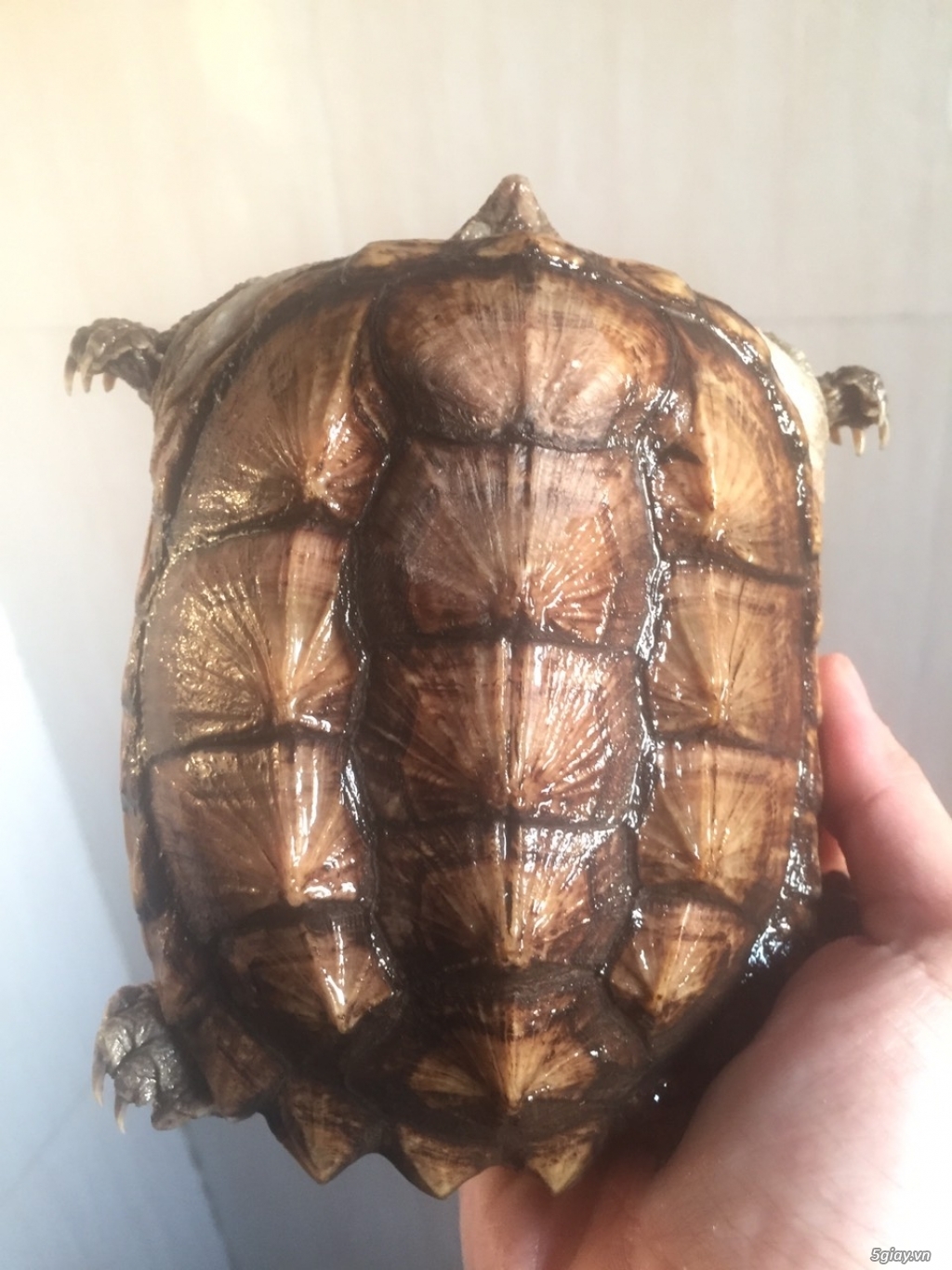 Rùa Cảnh Online - Chuyên các loại rùa common, rùa cá sấu - 1