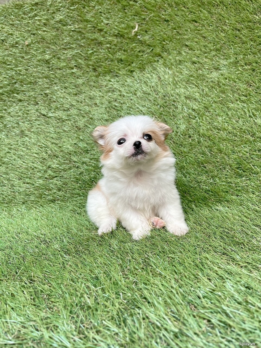 Bầy pom lai siêu cưng - 1