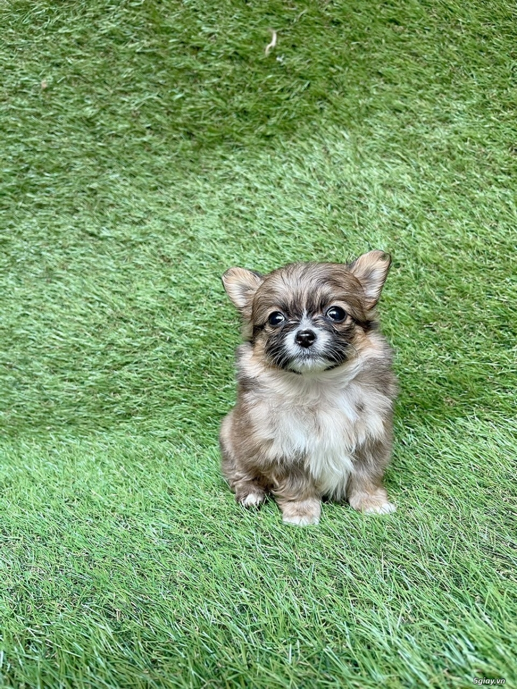 Bầy pom lai siêu cưng - 3