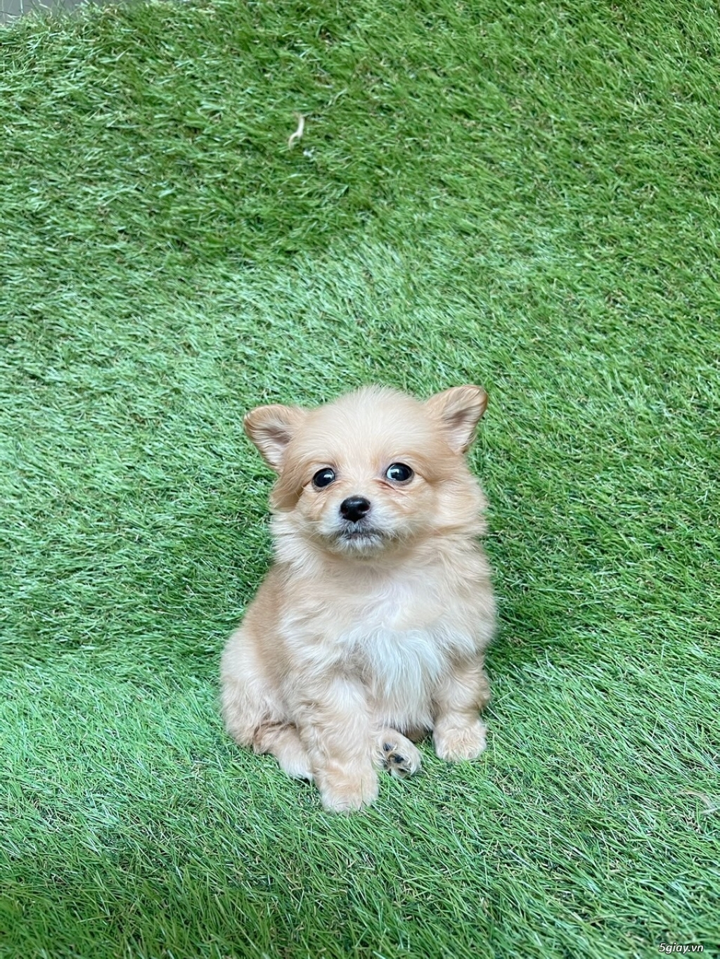 Bầy pom lai siêu cưng