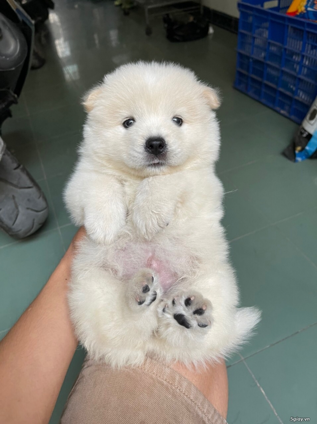 Hcm bé gái chow chow - 3