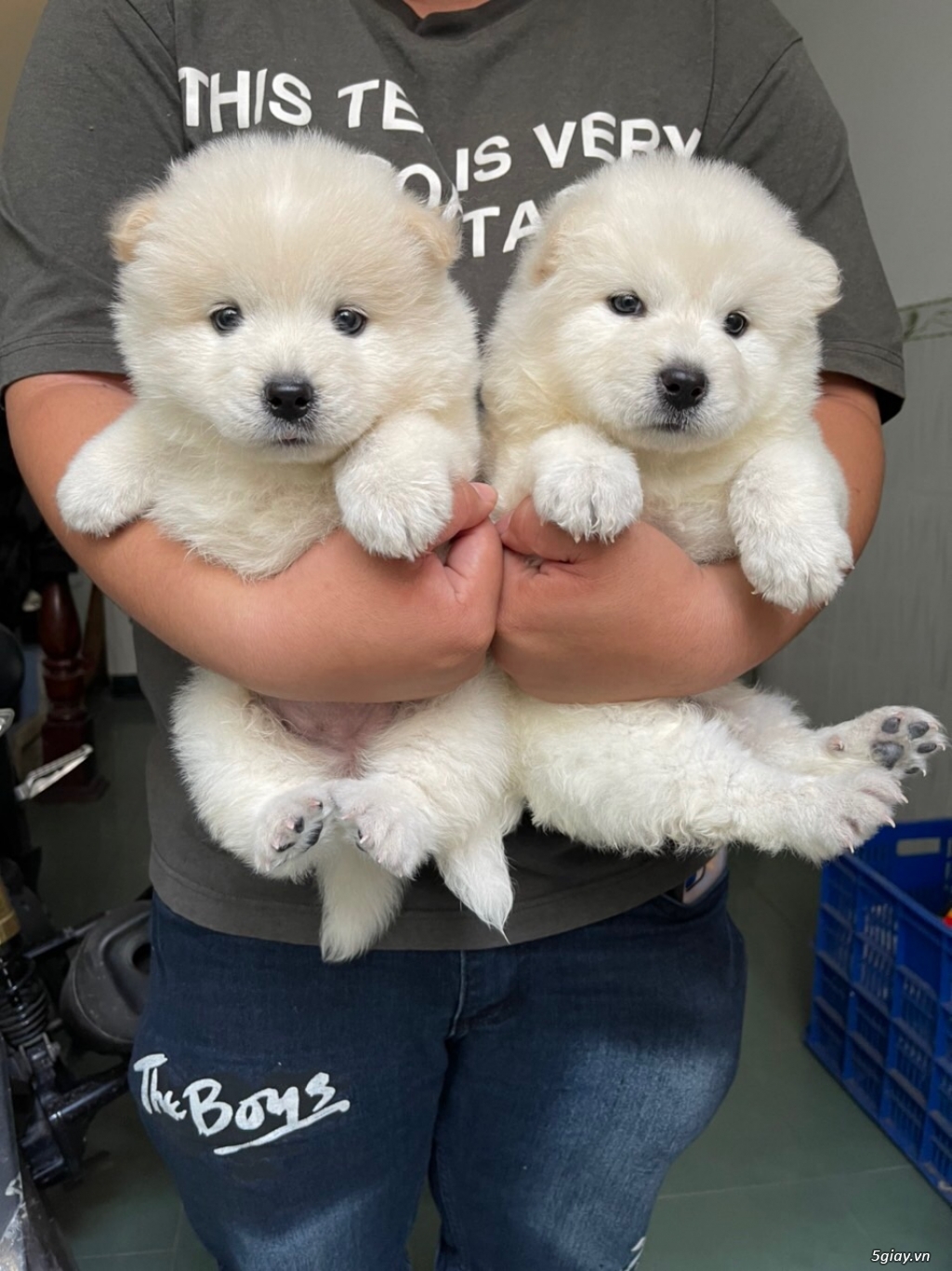 Hcm bé gái chow chow - 1