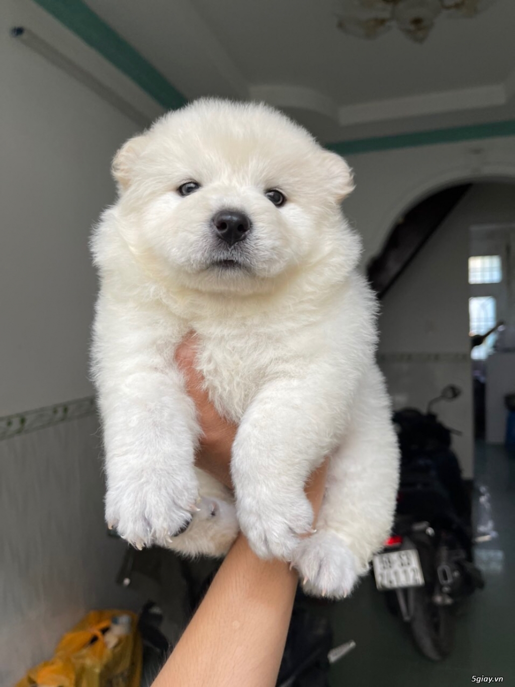 Hcm bé gái chow chow - 2