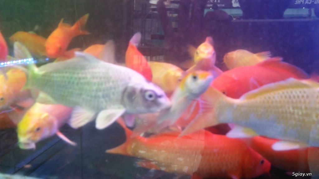 Cá koi rẻ khỏe đẹp - 1