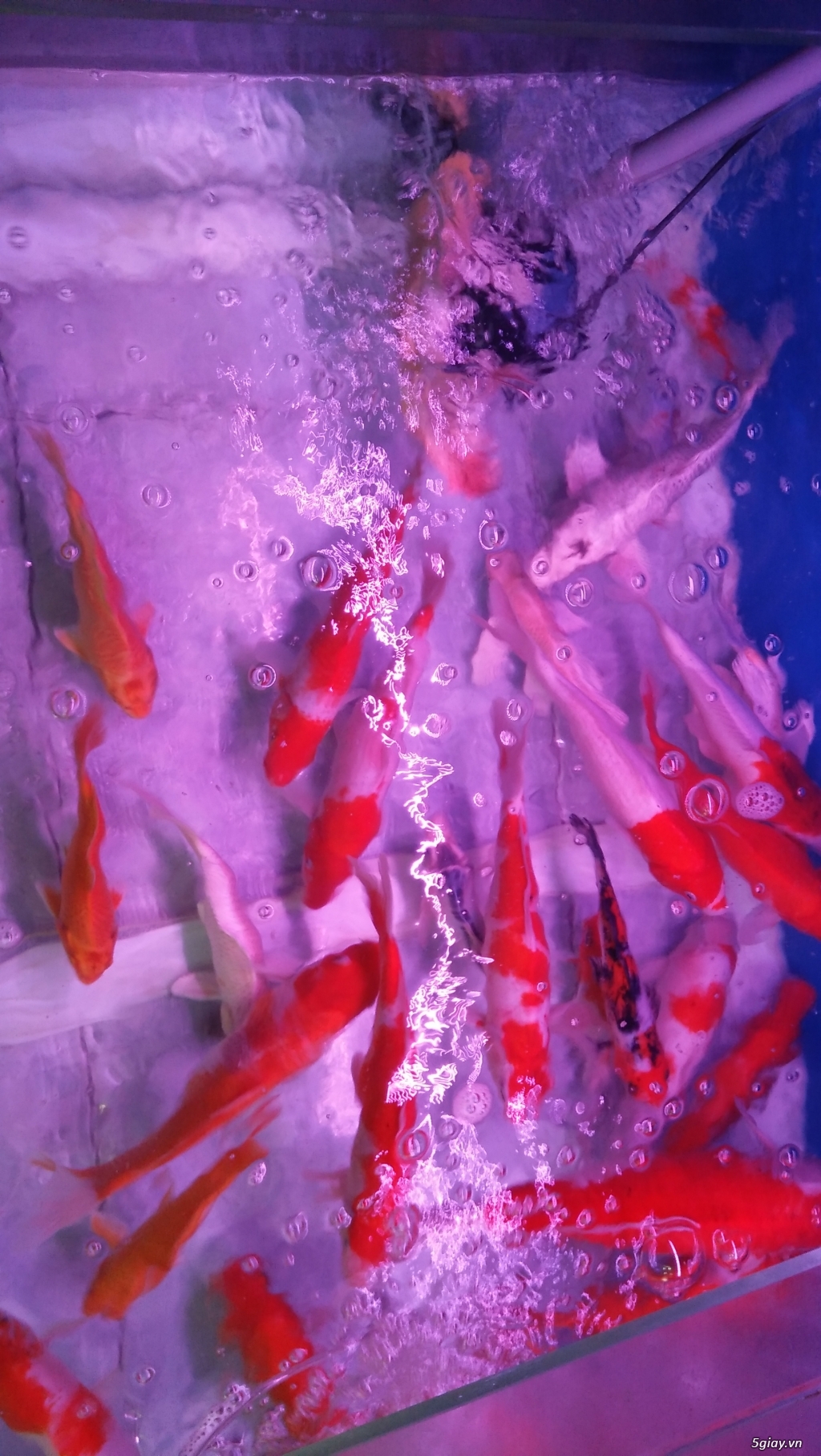 Cá koi rẻ khỏe đẹp