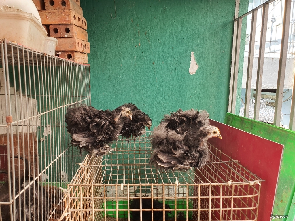 Gà kiểng Penkin non - 1