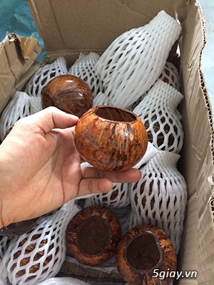 Cóng dừa cho cu gáy chất lượng màu sắc đẹp