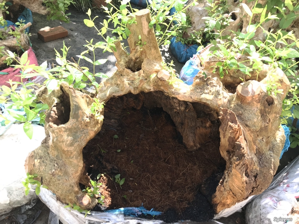 Bonsai - cây cảnh: Bằng lăng tím lá nhỏ