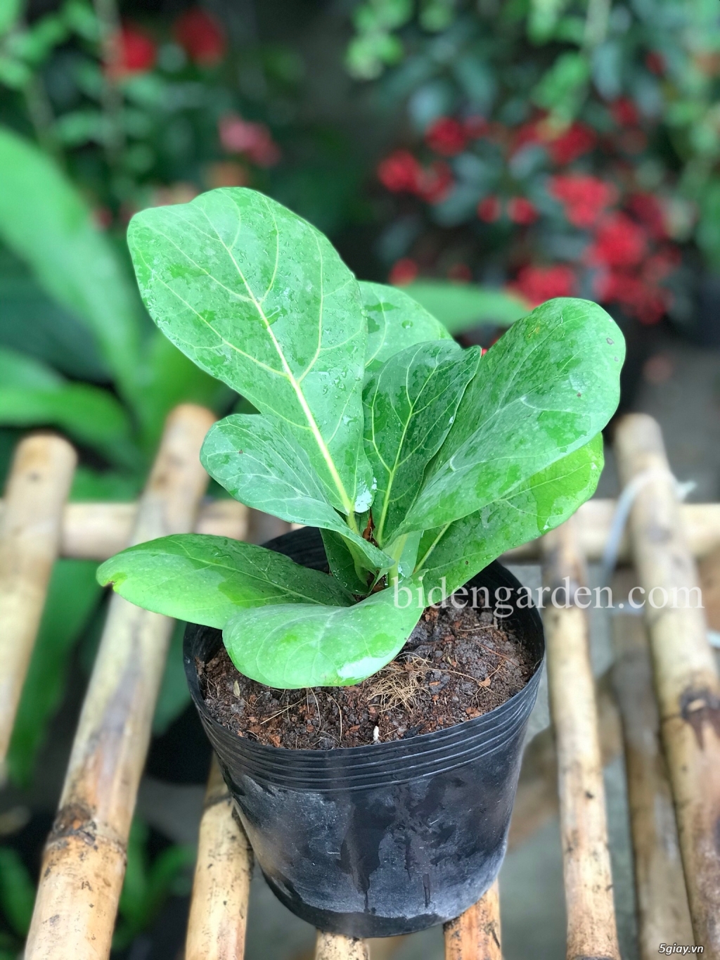Bàng Singapore 30cm