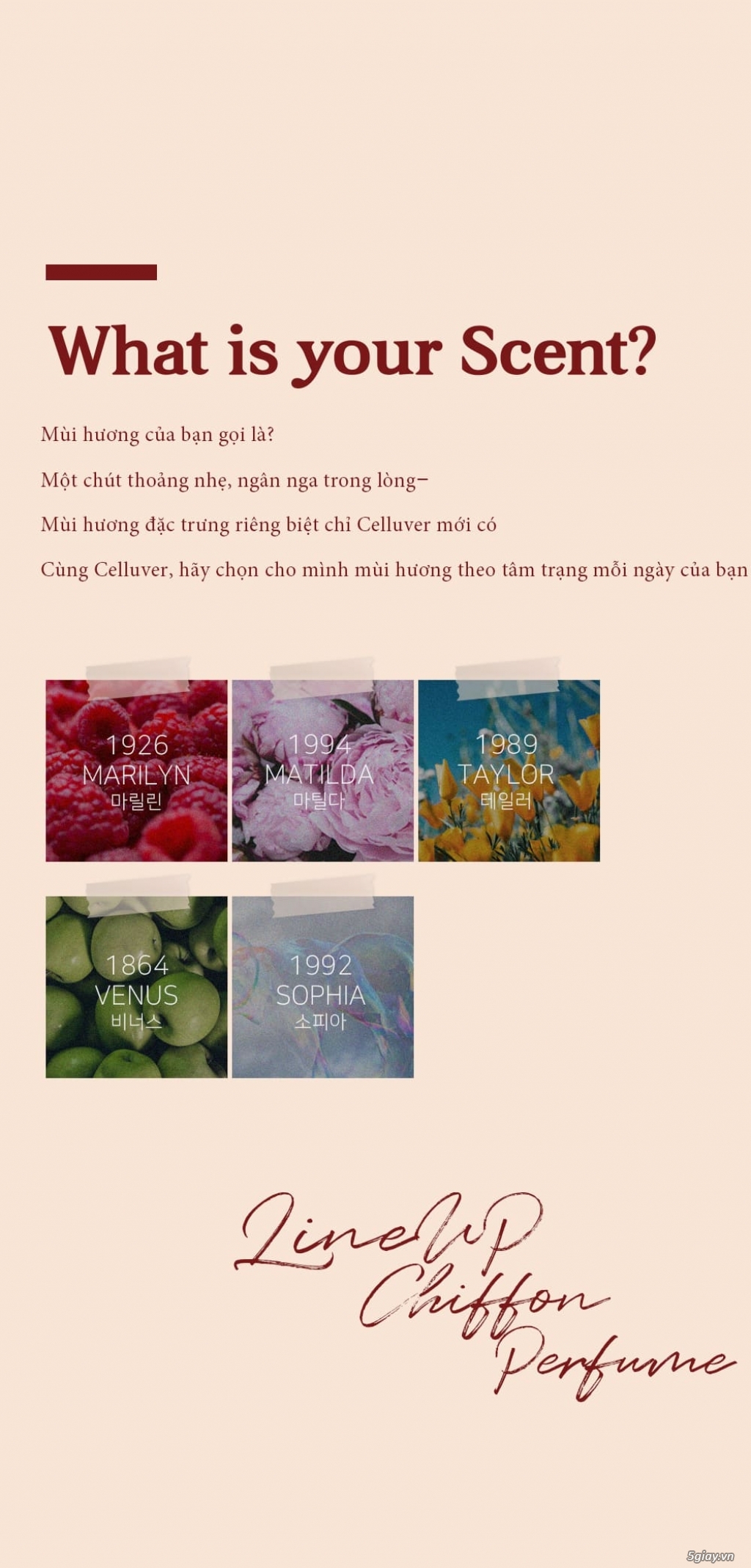 CELLUVER Nước Hoa Voan Chiffon Perfume - 1985 Marina 80ml - 11