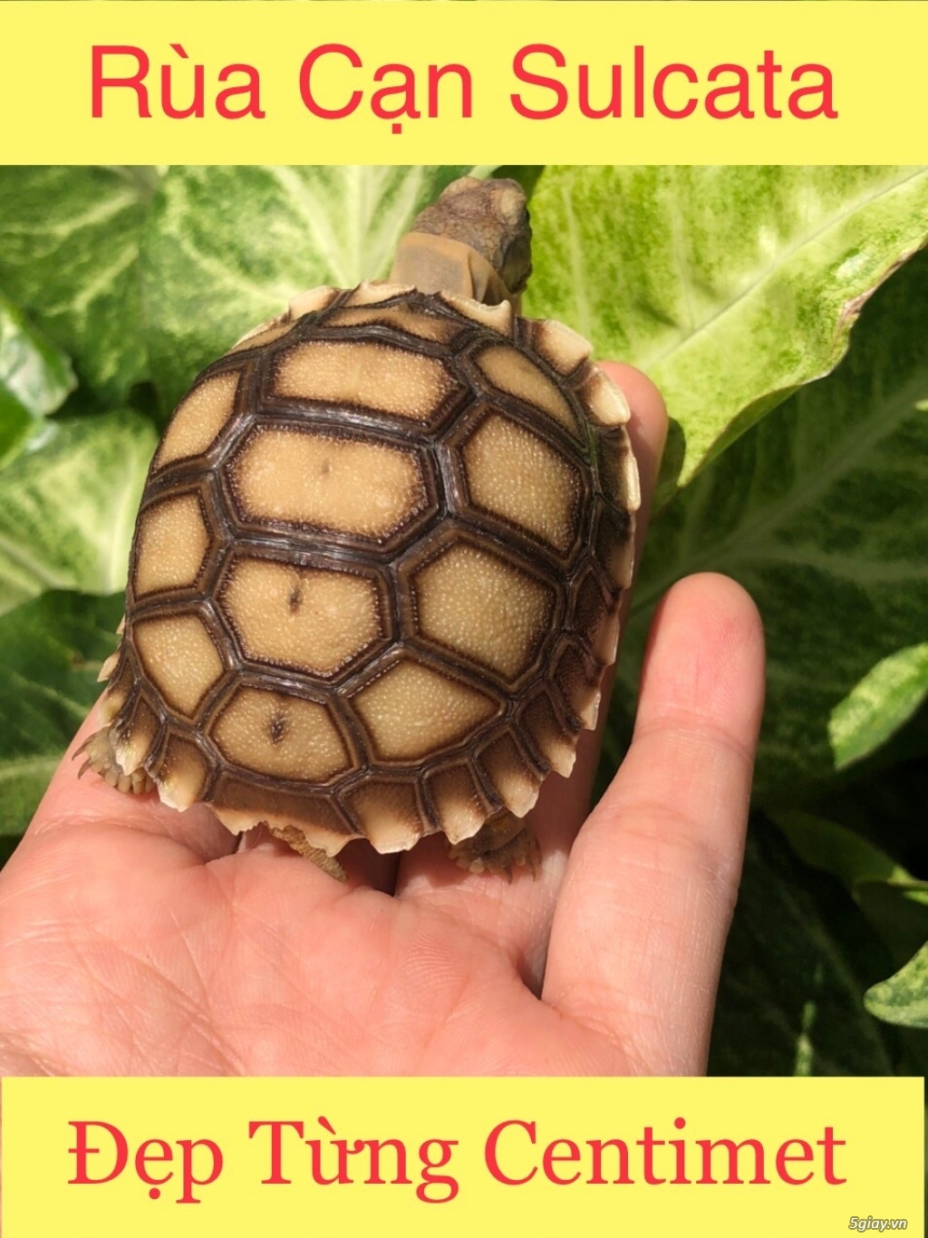 Rùa cạn Sulcata loài rùa lớn thứ 3 thế giới