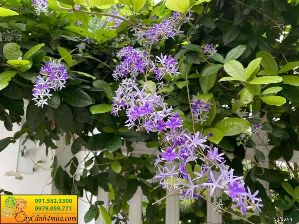 Cây mai xanh thái