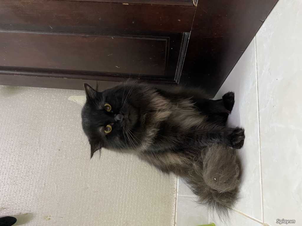 Cần bán: Mèo Anh Lông Dài - Black (Đực) - 1 tuổi rưỡi - 2