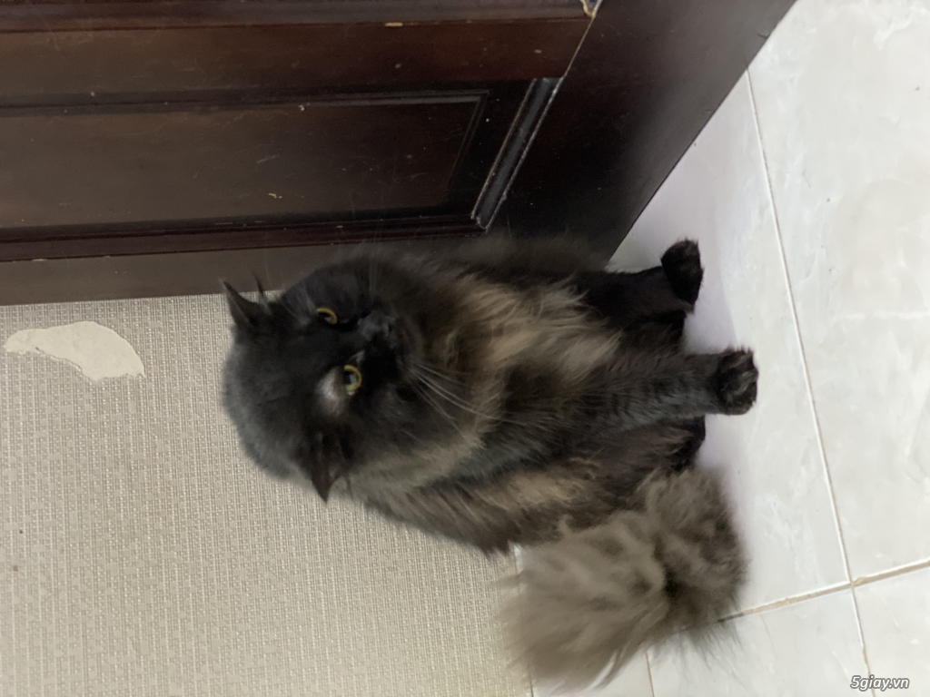 Cần bán: Mèo Anh Lông Dài - Black (Đực) - 1 tuổi rưỡi