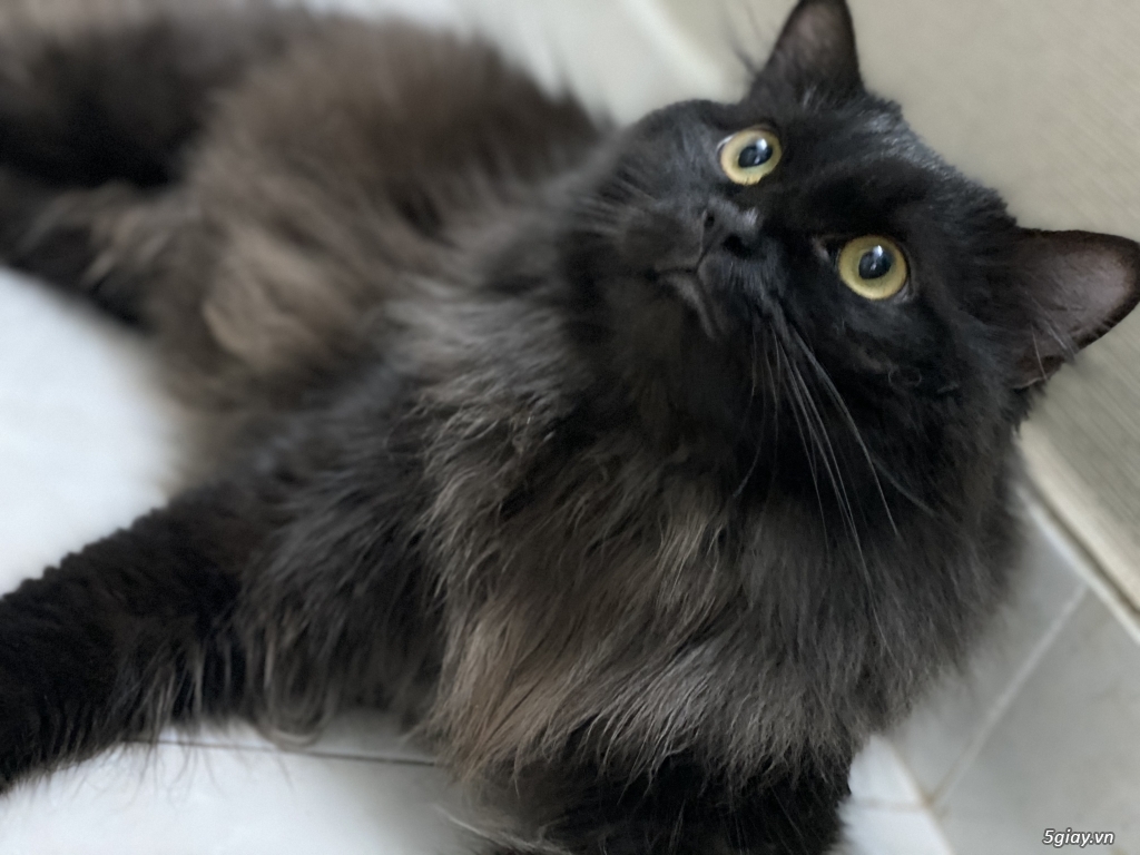 Cần bán: Mèo Anh Lông Dài - Black (Đực) - 1 tuổi rưỡi - 1