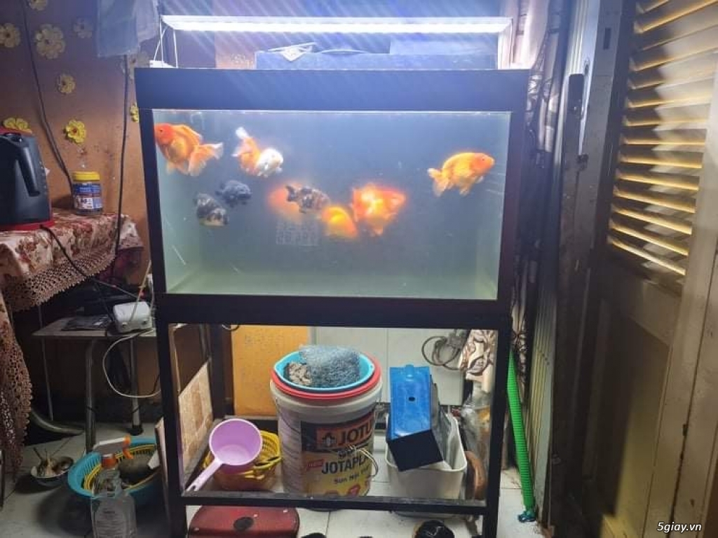 Cần bán bộ hồ cá cảnh